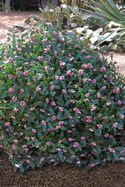 Zuiko Nishiki Winter Daphne Odora - 2 Gallon Pot -Garden Sales Store Winter Daphne Zuiko Nishiki 3