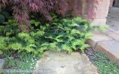 Creeping Japanese Plum Yew (Cephalotaxus Harringtonia 'Prostrata') - 7 Gallon Pot 12 Creeping Japanese Plum Yew (Cephalotaxus Harringtonia 'Prostrata') - 7 Gallon Pot -Garden Sales Store Yew Creeping 2 50