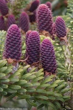 Horstmann's Silberlocke Korean Fir - 2 Gallon Pot -Garden Sales Store abies koreana hortmanns silberlocke korean fir 3