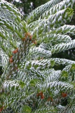Horstmann's Silberlocke Korean Fir - 2 Gallon Pot -Garden Sales Store abies koreana hortmanns silberlocke korean fir 4