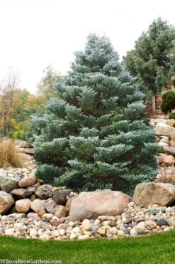 Horstmann's Silberlocke Korean Fir - 2 Gallon Pot -Garden Sales Store abies koreana hortmanns silberlocke korean fir 6