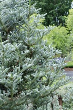 Horstmann's Silberlocke Korean Fir - 2 Gallon Pot -Garden Sales Store abies koreana hortmanns silberlocke korean fir 7