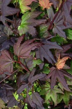 Burgundy Jewel Vine Maple (Acer Circinatum) - 1 Gallon Pot -Garden Sales Store acer circinatum burgundy jewel vine maple 4