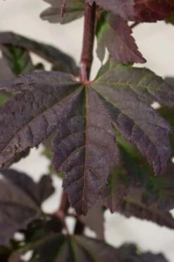 Burgundy Jewel Vine Maple (Acer Circinatum) - 1 Gallon Pot -Garden Sales Store acer circinatum burgundy jewel vine maple 5