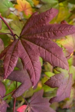Burgundy Jewel Vine Maple (Acer Circinatum) - 1 Gallon Pot -Garden Sales Store acer circinatum burgundy jewel vine maple 7