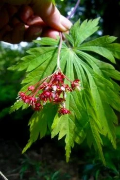 Dancing Peacock Japanese Maple (Acer Japonicum 'Aconitifolium') - 3 Gallon Pot (3-4') -Garden Sales Store acer japonicum aconitifolium dancing peacock japanese maple 6