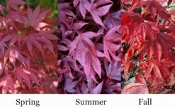 Adrian's Compact Japanese Maple - 5 Gallon Pot -Garden Sales Store acer palmatum adrians compact japanese maple 12