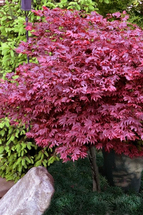 Garden Sales Store -Garden Sales Store acer palmatum adrians compact japanese maple 13