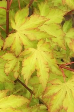 Anne Irene Japanese Maple - 3 Gallon Pot -Garden Sales Store acer palmatum anne irene japanese maple 3