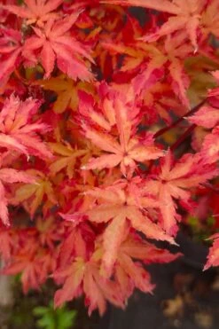 Anne Irene Japanese Maple - 3 Gallon Pot -Garden Sales Store acer palmatum anne irene japanese maple 5