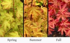 Anne Irene Japanese Maple - 3 Gallon Pot -Garden Sales Store acer palmatum anne irene japanese maple 6