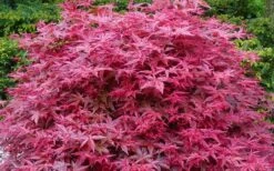 'Beni Maiko' Red Dancing Girl Japanese Maple - 2 Gallon Pot -Garden Sales Store acer palmatum beni maiko japanese maple 2