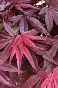 Emperor 1 Japanese Maple - 3 Gallon Pot -Garden Sales Store acer palmatum emperor 1 japanese maple 20 1