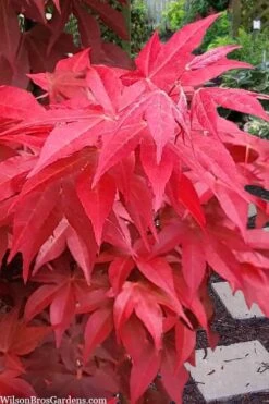 Gable's Glory Chameleon Japanese Maple - 1 Gallon Pot -Garden Sales Store acer palmatum gables glory japanese maple 2