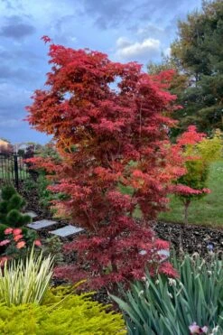 Gable's Glory Chameleon Japanese Maple - 1 Gallon Pot -Garden Sales Store acer palmatum gables glory japanese maple 6
