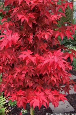 Gable's Glory Chameleon Japanese Maple - 1 Gallon Pot
