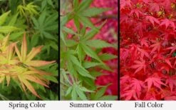 Glowing Embers Japanese Maple - 7 Gallon Pot (7'+) -Garden Sales Store acer palmatum glowing embers japanese maple 21