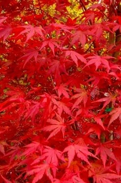 Glowing Embers Japanese Maple - 7 Gallon Pot (7'+) -Garden Sales Store acer palmatum glowing embers japanese maple 22