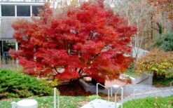Glowing Embers Japanese Maple - 7 Gallon Pot (7'+) -Garden Sales Store acer palmatum glowing embers japanese maple 24