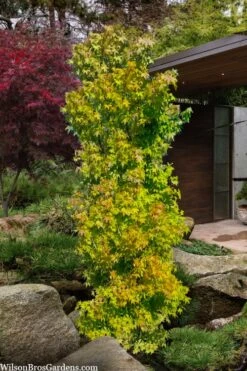 Skyscraper Columnar Japanese Maple - 1 Gallon Pot -Garden Sales Store acer palmatum green pillar japanese maple 1