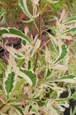 Hana Tsukasa Japanese Maple - 3 Gallon Pot (4-5') -Garden Sales Store acer palmatum hana tsukasa japanese maple 3
