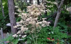 Hana Tsukasa Japanese Maple - 3 Gallon Pot (4-5') -Garden Sales Store acer palmatum hana tsukasa japanese maple 7