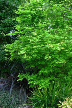 Hogyoku Japanese Maple - 3 Gallon Pot -Garden Sales Store acer palmatum hogyoku japanese maple 2 1