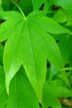 Hogyoku Japanese Maple - 3 Gallon Pot -Garden Sales Store acer palmatum hogyoku japanese maple 4 1