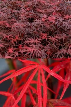 Hubb's Red Willow Japanese Maple - 3 Gallon Pot -Garden Sales Store acer palmatum hubbs red willow japanese maple 1