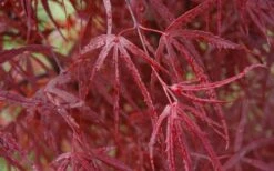 Hubb's Red Willow Japanese Maple - 3 Gallon Pot -Garden Sales Store acer palmatum hubbs red willow japanese maple 3