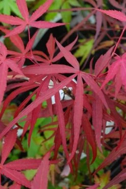 Hubb's Red Willow Japanese Maple - 3 Gallon Pot -Garden Sales Store acer palmatum hubbs red willow japanese maple 4