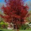 Hubb's Red Willow Japanese Maple - 3 Gallon Pot