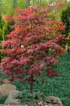 Lionheart Japanese Maple - 5 Gallon Pot -Garden Sales Store acer palmatum lion heart japanese maple 7