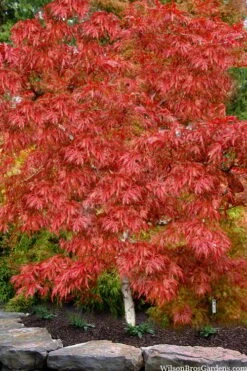 Lionheart Japanese Maple - 5 Gallon Pot -Garden Sales Store acer palmatum lion heart japanese maple 8