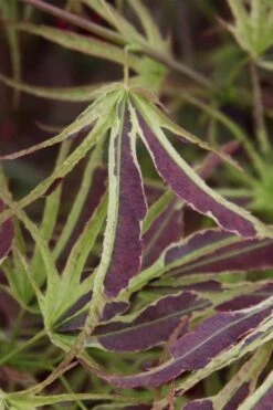 Manyo No Sato Purple Leaf Japanese Maple - 5 Gallon Pot -Garden Sales Store acer palmatum manyo no sato japanese maple 6