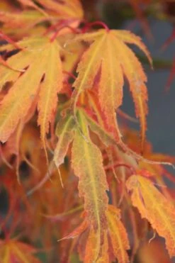 Manyo No Sato Purple Leaf Japanese Maple - 5 Gallon Pot -Garden Sales Store acer palmatum manyo no sato japanese maple 7