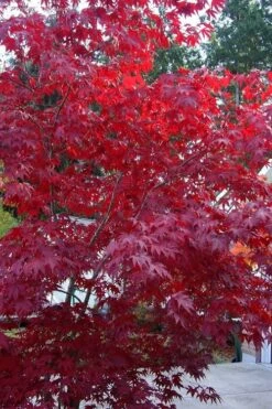 Moonfire Japanese Maple - 5 Gallon Pot -Garden Sales Store acer palmatum moonfire japanese maple 2