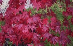 Moonfire Japanese Maple - 5 Gallon Pot -Garden Sales Store acer palmatum moonfire japanese maple 3