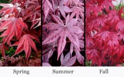 Moonfire Japanese Maple - 5 Gallon Pot -Garden Sales Store acer palmatum moonfire japanese maple 4