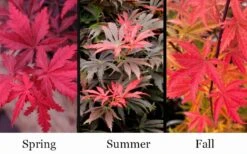 Orion Dwarf Red Japanese Maple - 2 Gallon Pot -Garden Sales Store acer palmatum orion japanese maple 10