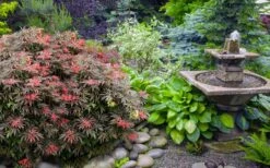 Orion Dwarf Red Japanese Maple - 5 Gallon Pot -Garden Sales Store acer palmatum orion japanese maple 6 1