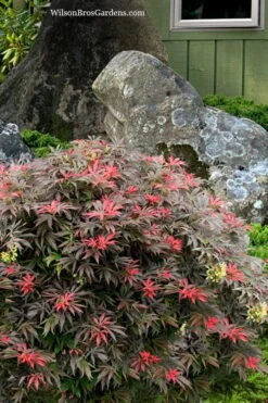 Orion Dwarf Red Japanese Maple - 2 Gallon Pot -Garden Sales Store acer palmatum orion japanese maple 7