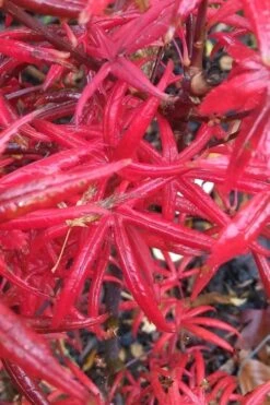 Peve's Starfish Japanese Maple - 7 Gallon Pot (7-8' HT) -Garden Sales Store acer palmatum peves starfish japanese maple 1