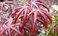 Peve's Starfish Japanese Maple - 7 Gallon Pot (7-8' HT) -Garden Sales Store acer palmatum peves starfish japanese maple 10