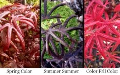 Peve's Starfish Japanese Maple - 7 Gallon Pot (7-8' HT) -Garden Sales Store acer palmatum peves starfish japanese maple 2