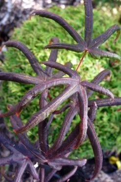 Peve's Starfish Japanese Maple - 7 Gallon Pot (7-8' HT) -Garden Sales Store acer palmatum peves starfish japanese maple 3
