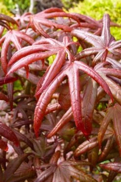 Peve's Starfish Japanese Maple - 7 Gallon Pot (7-8' HT) -Garden Sales Store acer palmatum peves starfish japanese maple 4