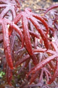 Peve's Starfish Japanese Maple - 7 Gallon Pot (7-8' HT) -Garden Sales Store acer palmatum peves starfish japanese maple 9