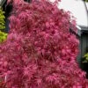 Pink Ballerina Japanese Maple - 2 Gallon Pot