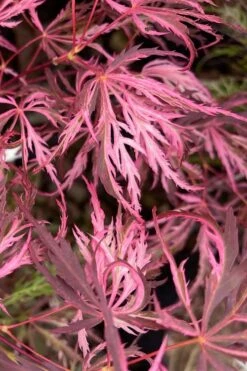 Pink Ballerina Japanese Maple - 2 Gallon Pot -Garden Sales Store acer palmatum pink ballerina 3